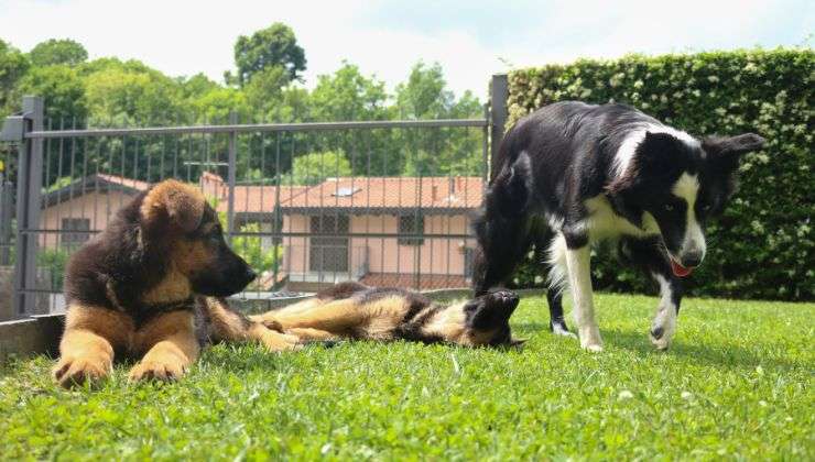 Proteger mascotas de petardos